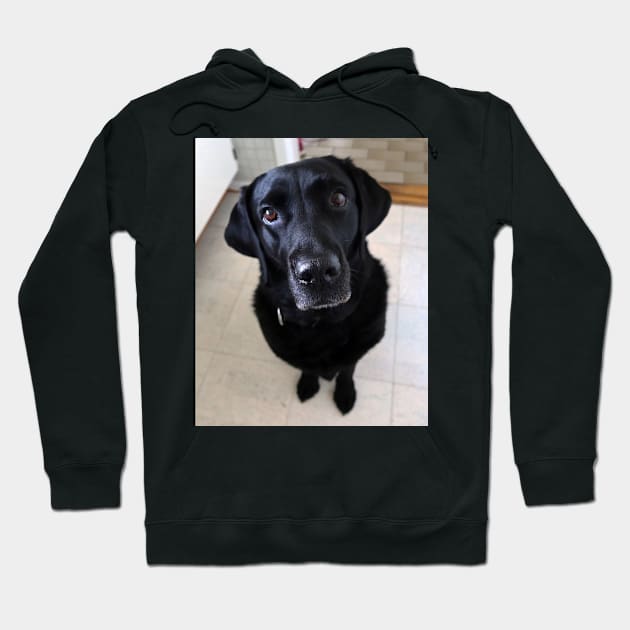 Sia 8 years old Labrador Hoodie by Trine